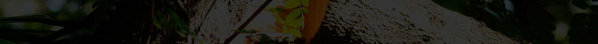 top-banner